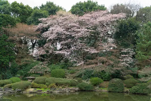 Tree with blossom